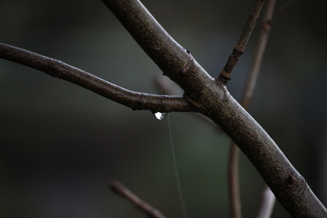 Une petit goutte d'eau