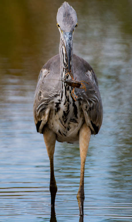 Portret reiger met rivierkreeft