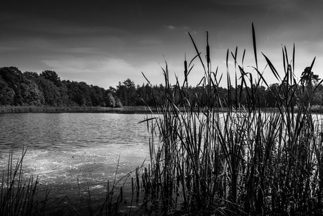 Meertje in het bos zwart wit