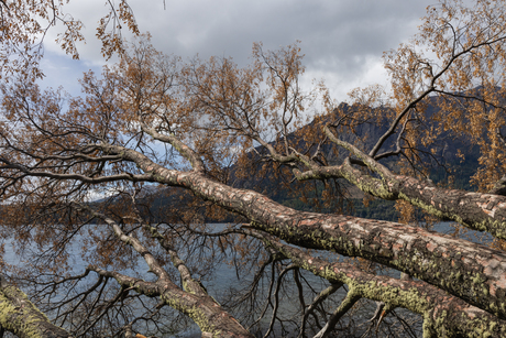 unique trees