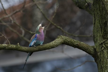 Vorkstaartscharrelaar