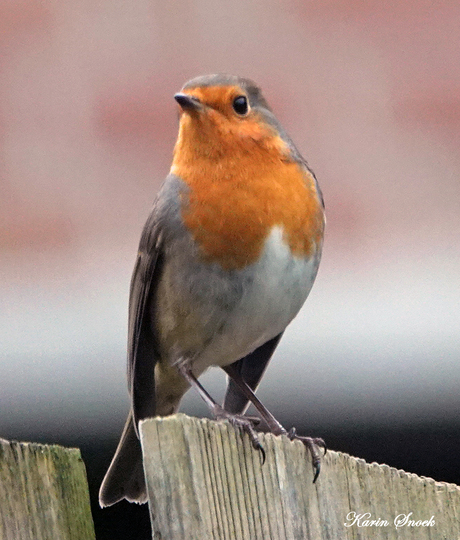 "Statige roodborstje..."