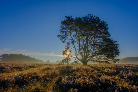 zonsopkomst op de heide