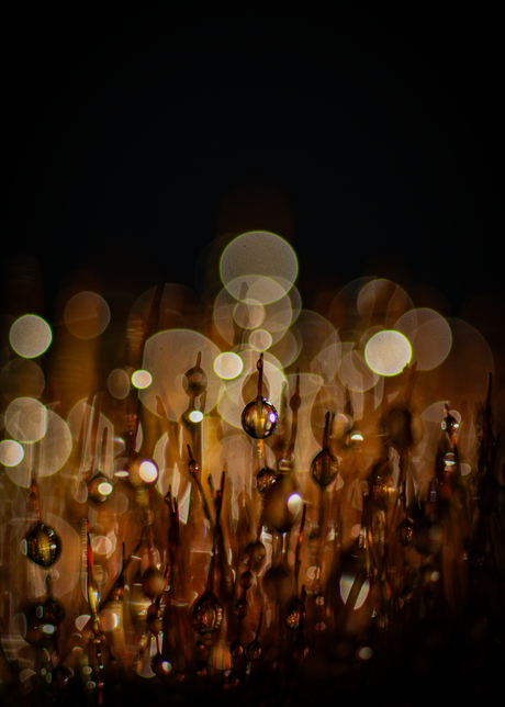 mosjes, water en licht