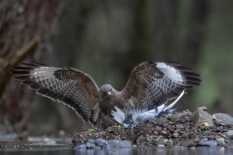 Buizerd