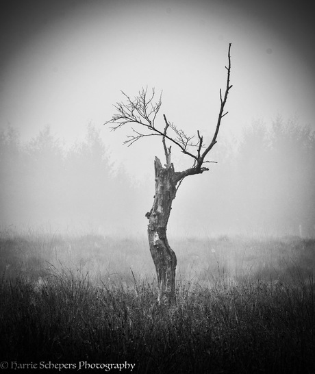 Mistige ochtend in Bargerveen 