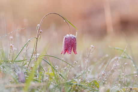 Kievitsbloem met rijp.