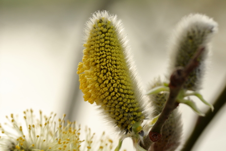 Wilgenkatjes