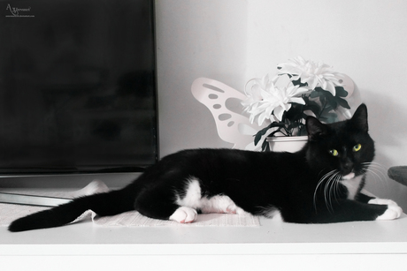 My adopted cat name Catchy