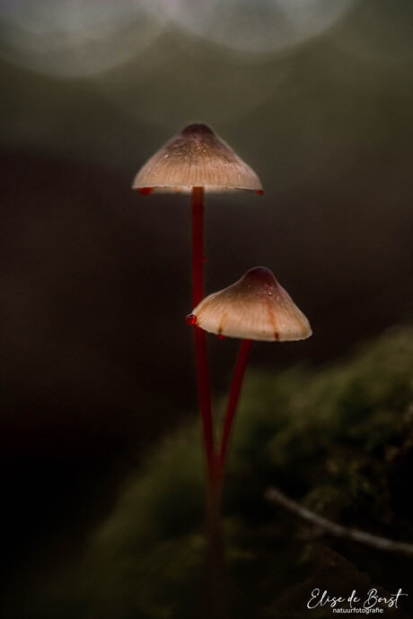 Prachtmycena 