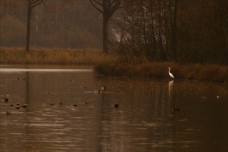 Grote zilverreiger in herfstlandschap