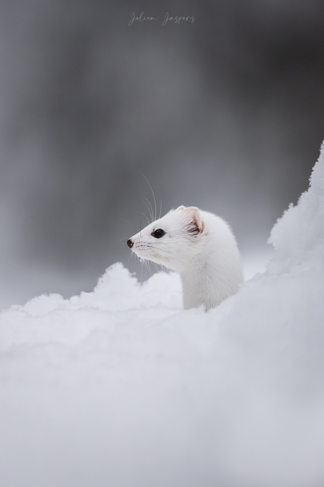 Hermelijn in de sneeuw
