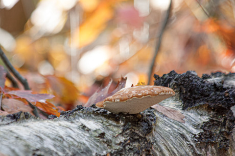 grotere zwam aan stam