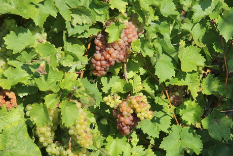 Merlot of Pinot Noir?