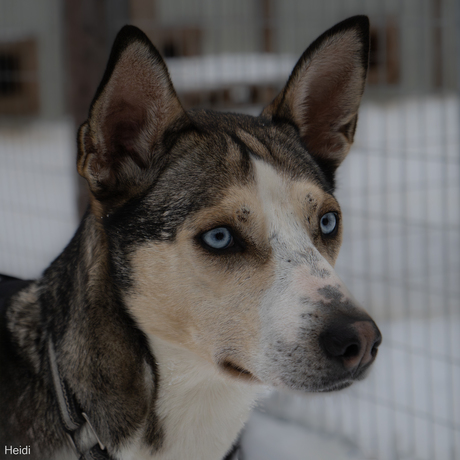 Husky tocht