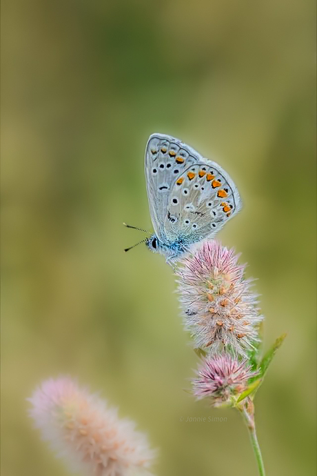 Little butterfly