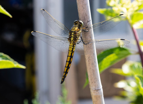 libelle