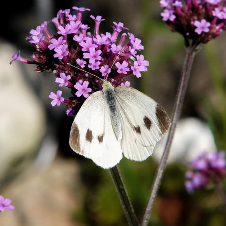 Scheefbloemwitje - Pieris mannii Zo heb je ....