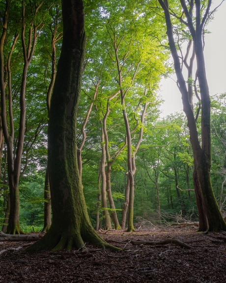 Summer evening forest