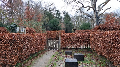 Doorkijkje met zicht op de plataan