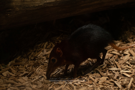 Muis met lange snuit