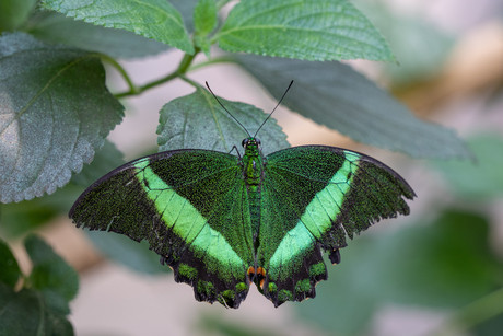 Groene vlinder