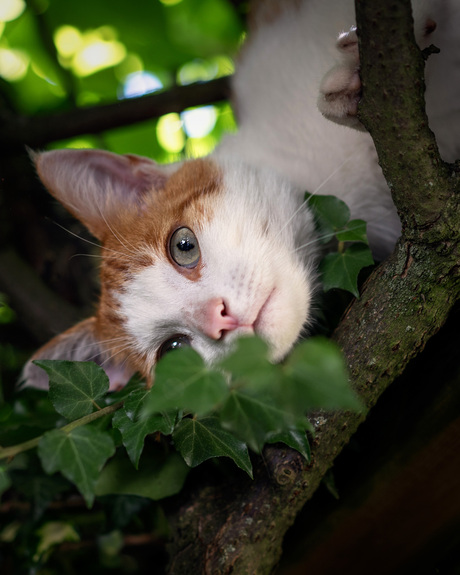 De kat uit de boom kijken