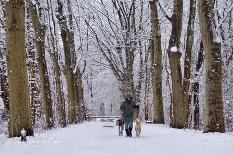 Wandeling in de sneeuw met de honden