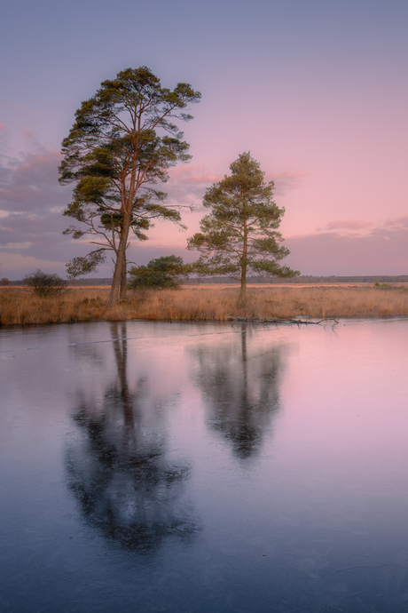 Dwingelderveld II