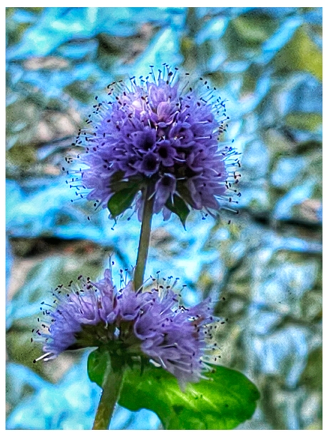 Mentha aquatica 