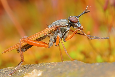 Zwarte Langsprietslakvlieg