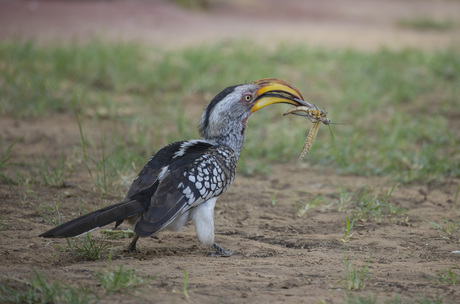 Yellow Billed Hornbill met maaltijd