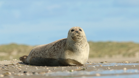 Zeehond