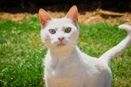 Witte kat ( Heterochromie )