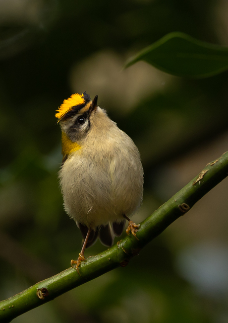 vlammetje in het bos