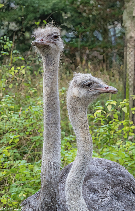 Geen wokkels meer voor mij