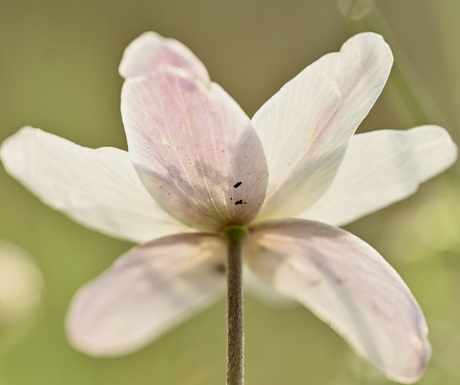 Vang het licht met de bladeren