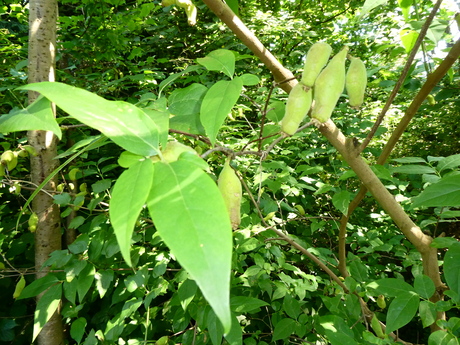 wie weet de naam van deze boom?