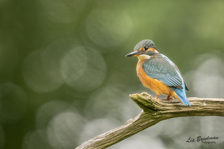 IJsvogel