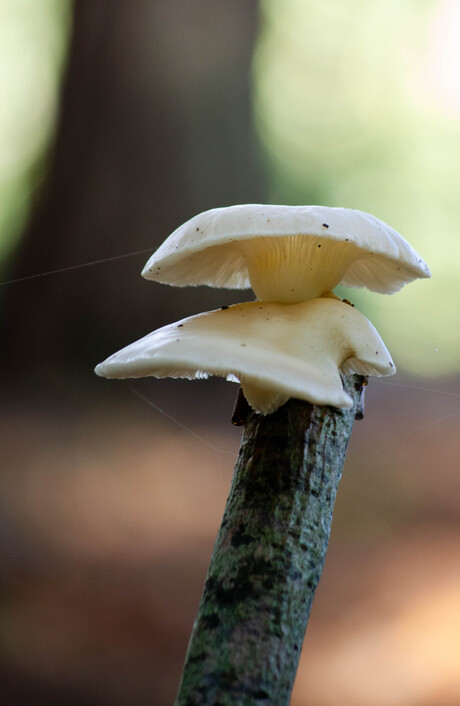 Paddenstoel op een tak 