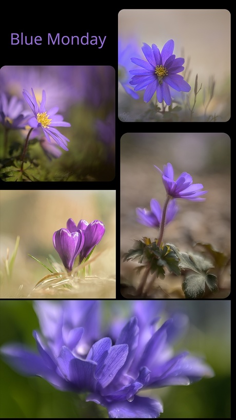 Blue Monday