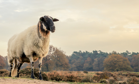 The beauty of sheep