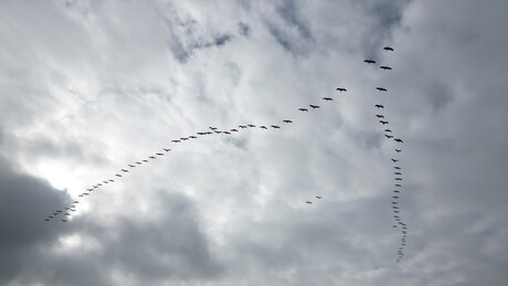 Kraanvogels op trektocht 