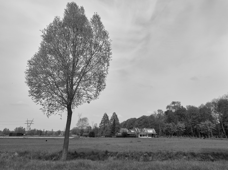 Grote boom, klein huis