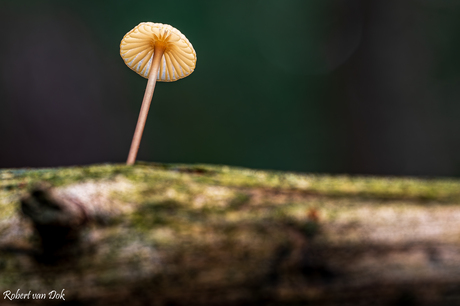 Marasmius 