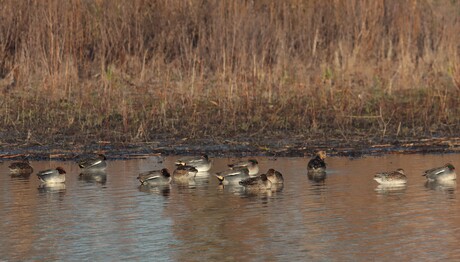 Rustende wintertalingen