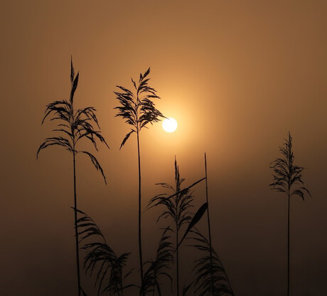 Rietpluimen bij een mistige zonsopkomst