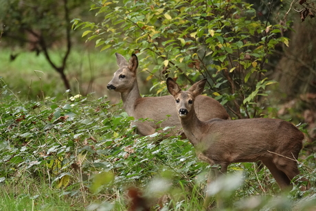 Reeën in het herfstbos