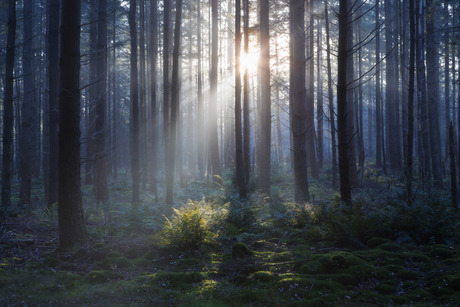 Licht in mistig bos