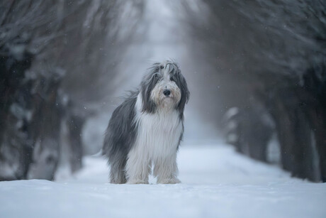 Olaf in zijn natuurlijke habitat.